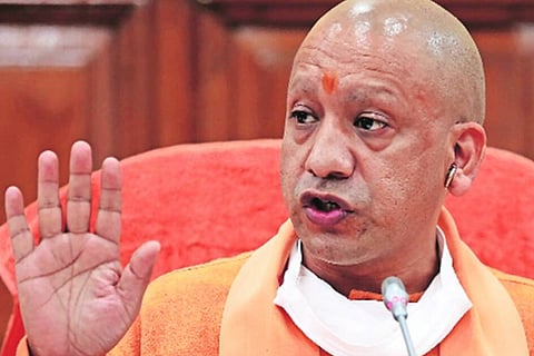 yogi