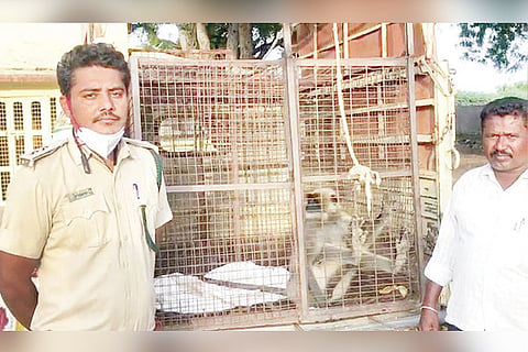 23062021 Maski Monkey capture