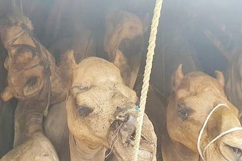 27Tmk_Camel_Save