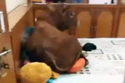 Bull