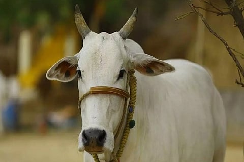 Cow