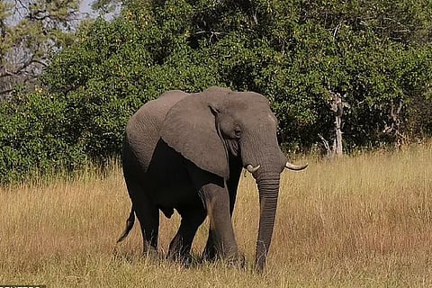 Elephant