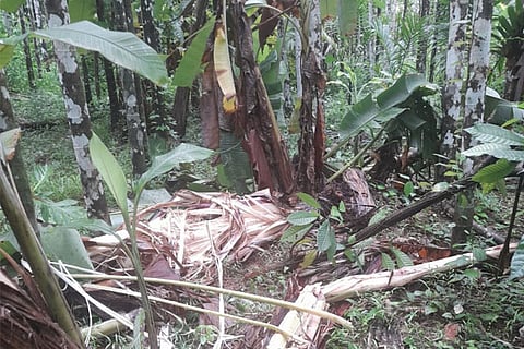 Mandekolu
