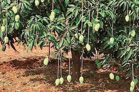 Mango