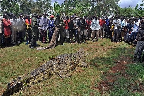 Osama Croc