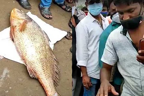 Rare Fish
