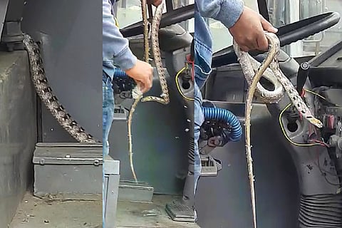 Snake F