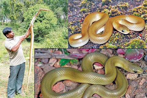 Snake