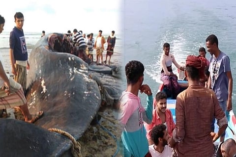 Sperm Whale