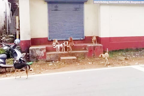Street dogs