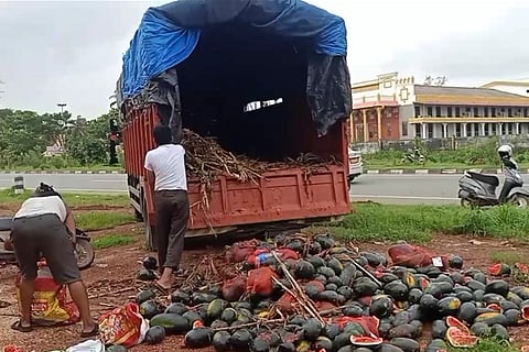 bacchangai new