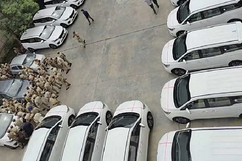 cars