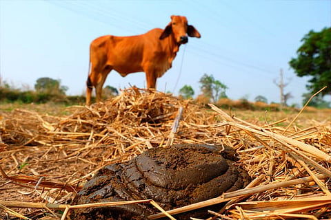 cow