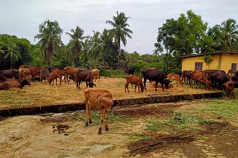 cow