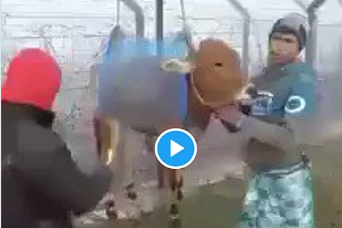 cow