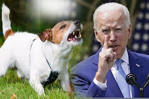 dog