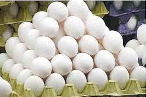 egg stock