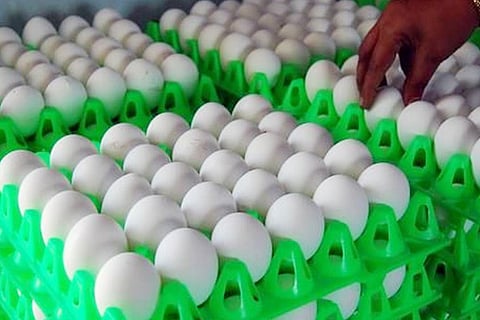 eggs