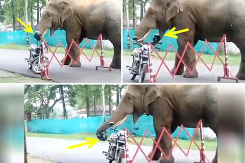 elephant eats helmet