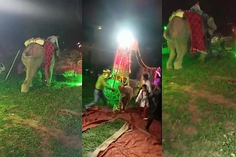 elephant