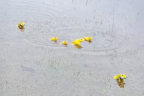 frog new