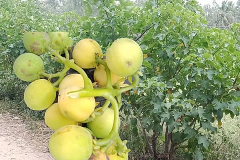 kachalli fruits