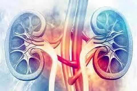 kidney