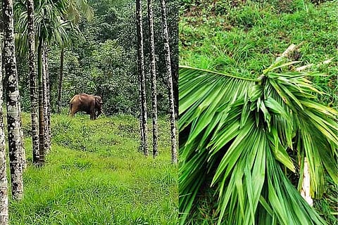 kombaru wild elephant
