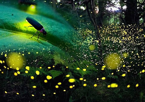 light2