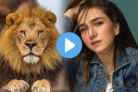 lion