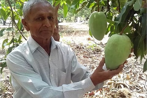 mango