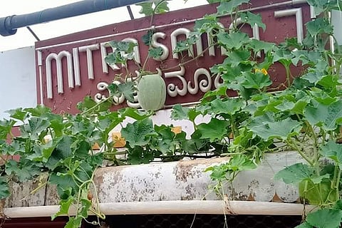 mitra new