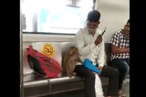 monkey