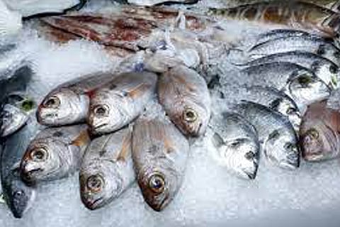 sea Fishes