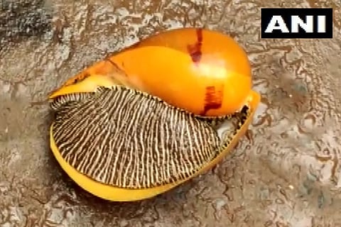 snail