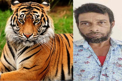tiger habeeb