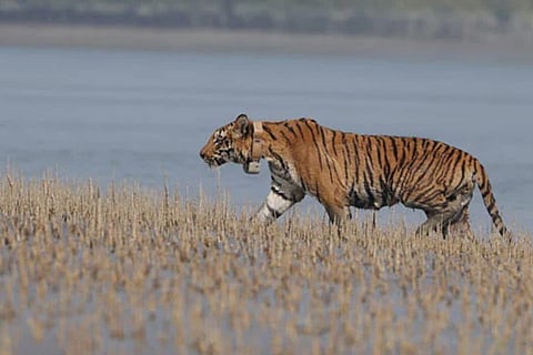 tiger
