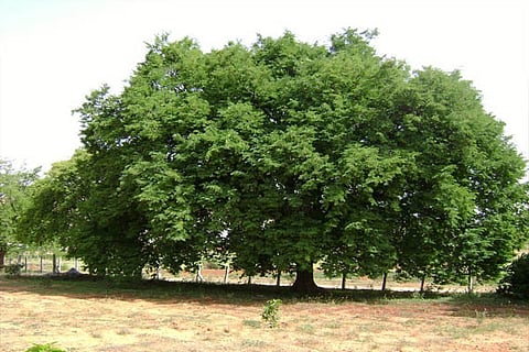 tree