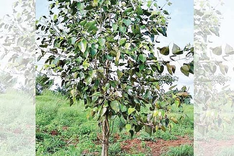 tree