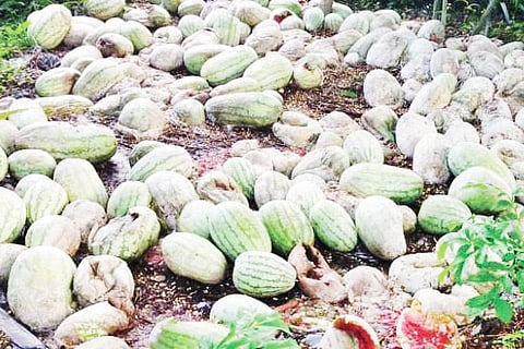 watermelon