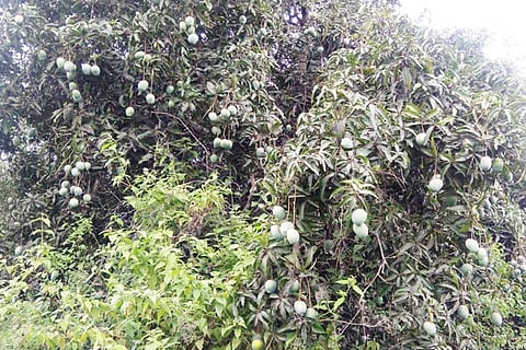 10 Srinivaspur -1
