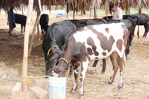 11 Nela Ph 06 Cows