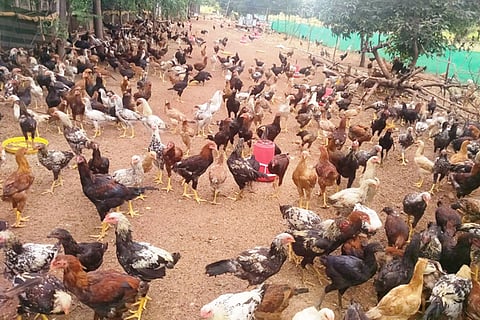 27 Srinivaspur 1