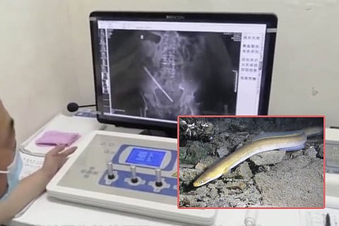 Eel Fish