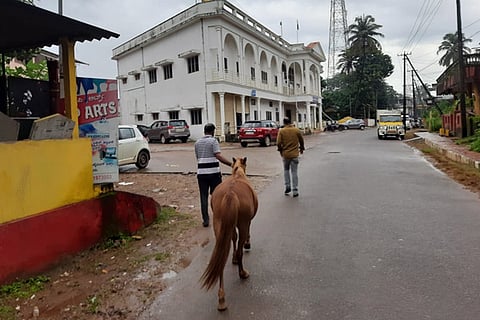 Horse