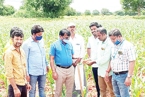 Janekal Mangaluru Agriculturu infection