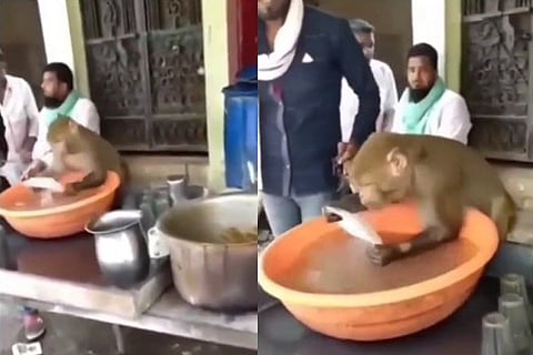 Monkey