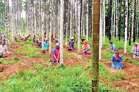 Sulya Narega work