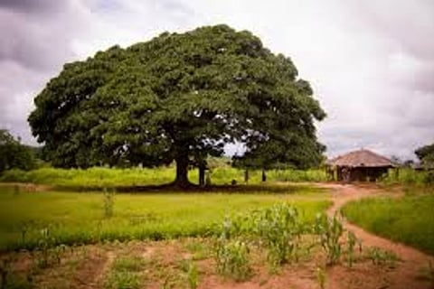 Tree