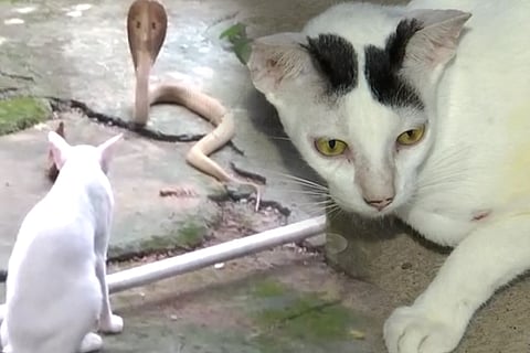 cat